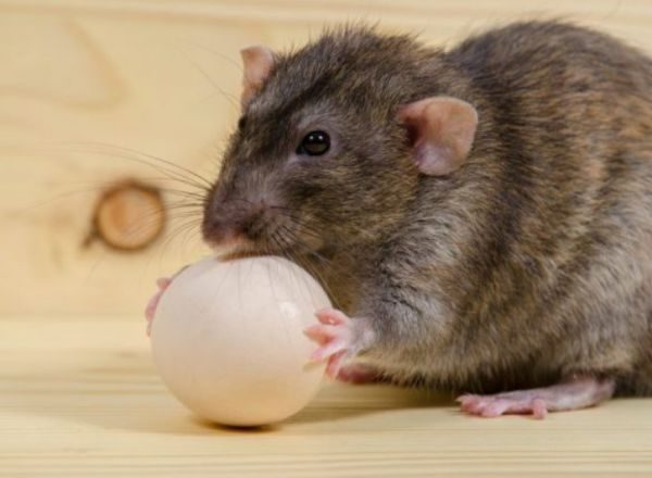 Как избавиться от крыс в частном доме: эффективные методы