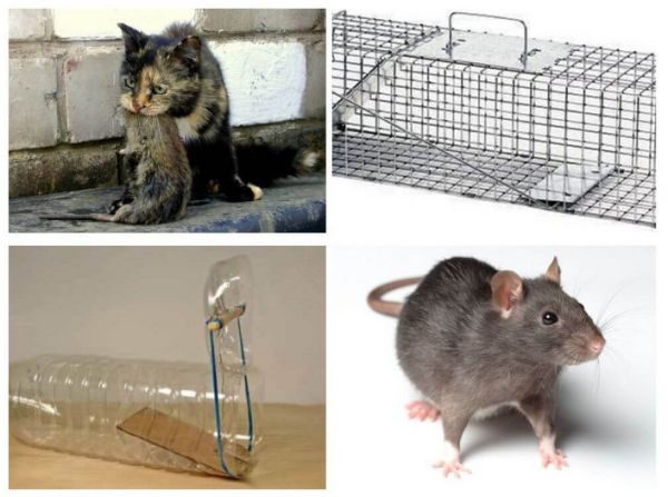 Ловушки для мышей