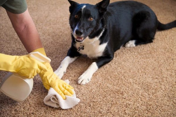 Чем убрать запах собачьей мочи с ковра и мебели – 5 эффективных средств