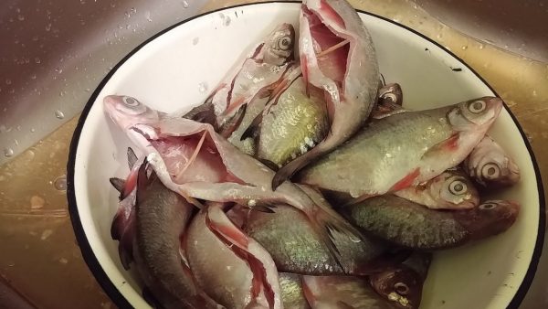 Как правильно подготовить рыбу к посолу