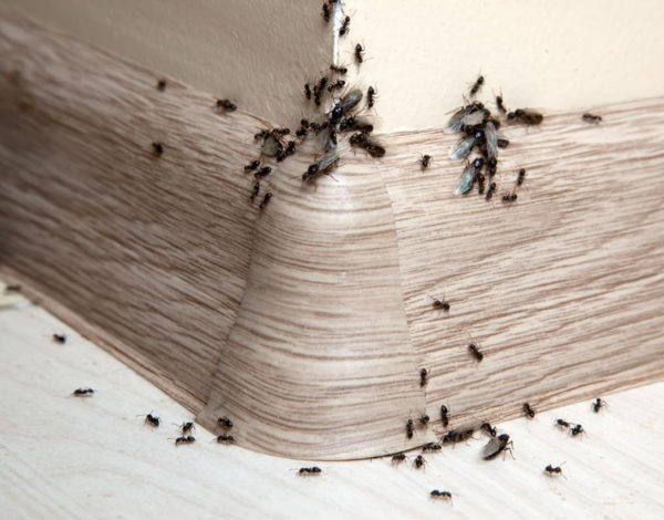 Основные правила борьбы с муравьями