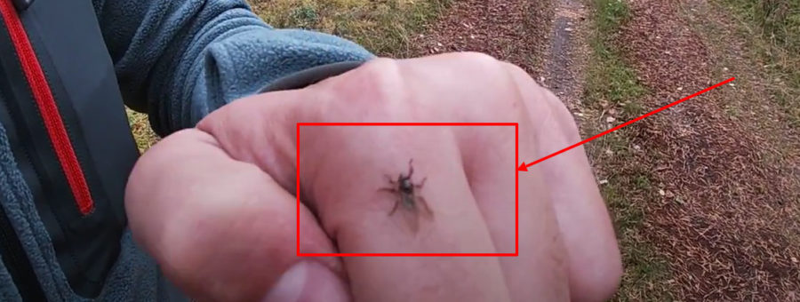 Лосиная вошь, кровососка или лосиная муха - как выглядит, чем опасна?